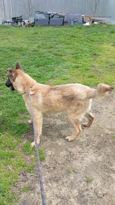 Margit sucht keinen Couchplatz sondern eine Aufgabe mit Herz und Verstand, Belgischer Schäferhund Mischling - Hündin