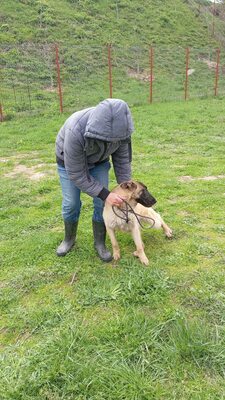 Margit sucht keinen Couchplatz sondern eine Aufgabe mit Herz und Verstand, Belgischer Schäferhund Mischling - Hündin