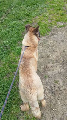 Margit sucht keinen Couchplatz sondern eine Aufgabe mit Herz und Verstand, Belgischer Schäferhund Mischling - Hündin