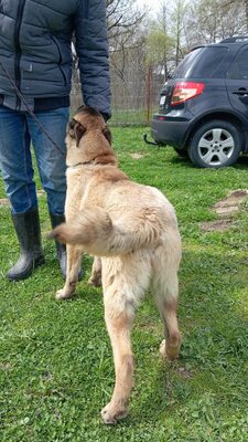 Margit sucht keinen Couchplatz sondern eine Aufgabe mit Herz und Verstand, Belgischer Schäferhund Mischling - Hündin