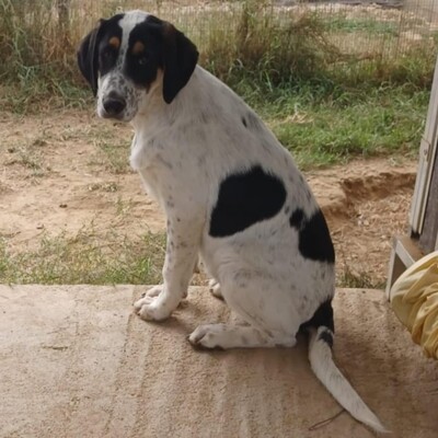 Margot - . eine lebensfrohe und aufgeschlossene Maus, griech. Schäferhund-Mischling Welpen - Hündin