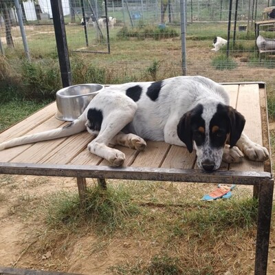 Margot - . eine lebensfrohe und aufgeschlossene Maus, griech. Schäferhund-Mischling Welpen - Hündin