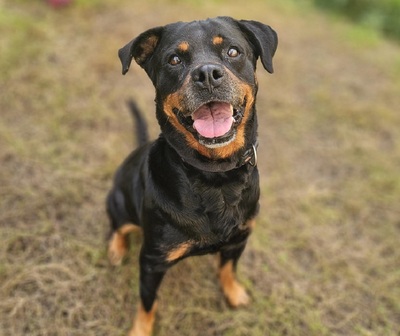 Marguotte hübsche Rottweiler Hündin sucht ein Zuhause, Rottweiler - Hündin 1