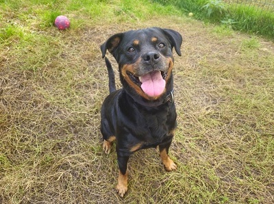 Marguotte hübsche Rottweiler Hündin sucht ein Zuhause, Rottweiler - Hündin