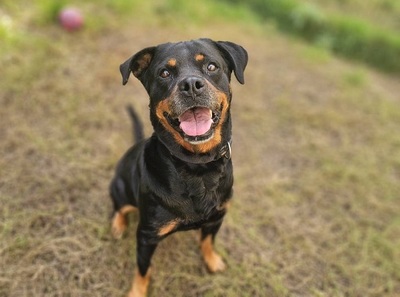 Marguotte hübsche Rottweiler Hündin sucht ein Zuhause, Rottweiler - Hündin