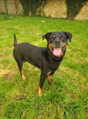 Marguotte hübsche Rottweiler Hündin sucht ein Zuhause, Rottweiler - Hündin