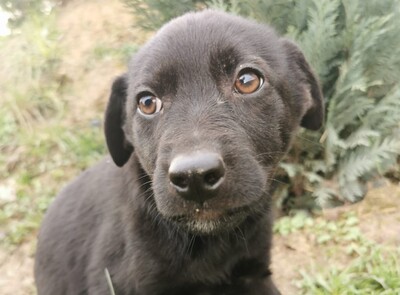 Marianna, Welpen - Hündin