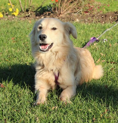 Marie, Mischling - Hündin