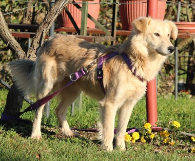 Marie, Mischling - Hündin