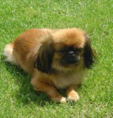 Marie, Shi Zu Mix - Hündin