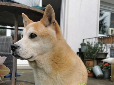 Mariko - lieb, verträglich, Shiba-Inu - Hündin