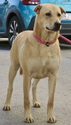 Marilo