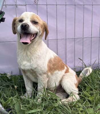 Marin, Beagle - Mix - Rüde