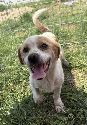Marin, Beagle - Mix - Rüde