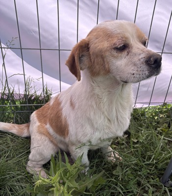 Marin, Beagle - Mix - Rüde