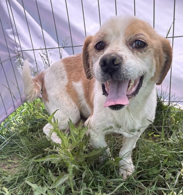 Marin, Beagle - Mix - Rüde