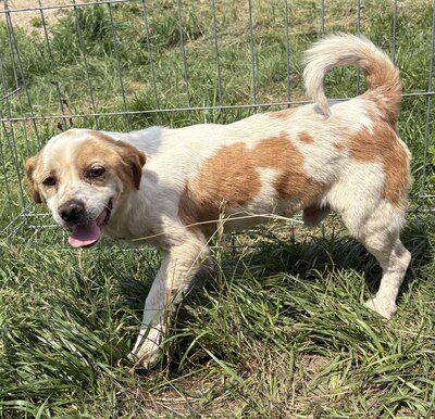 Marin, Beagle - Mix - Rüde