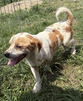 Marin, Beagle - Mix - Rüde