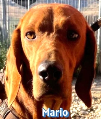 Mario, griechische Bracke - Rüde