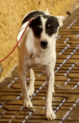 Marion, Bodeguerro Andaluz - Mix - Hündin