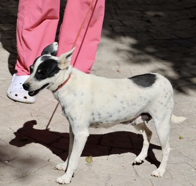 Marion, Bodeguerro Andaluz - Mix - Hündin