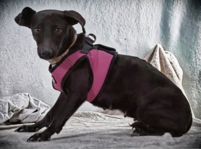 Marisa - ein liebes Mädchen, Mischling - Hündin