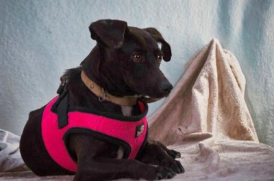 Marisa - ein liebes Mädchen, Mischling - Hündin