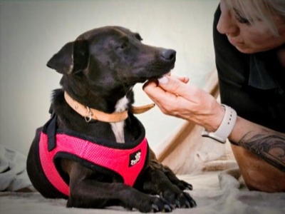 Marisa - ein liebes Mädchen, Mischling - Hündin