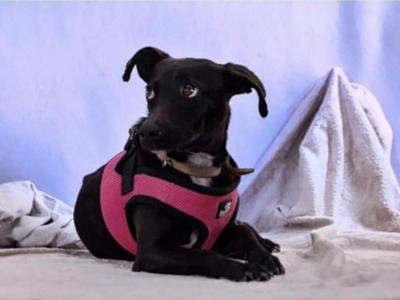 Marisa - ein liebes Mädchen, Mischling - Hündin