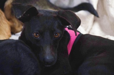 Marisa - ein liebes Mädchen, Mischling - Hündin