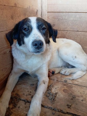 😄 Marita – die Gute-Laune-Hündin aus Rumänien 😄