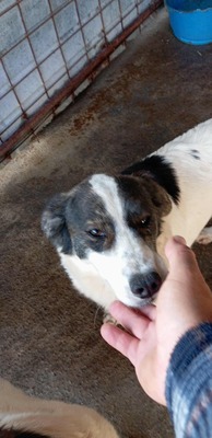 😄 Marita – die Gute-Laune-Hündin aus Rumänien 😄, Mischling - Hündin