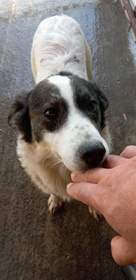 😄 Marita – die Gute-Laune-Hündin aus Rumänien 😄, Mischling - Hündin