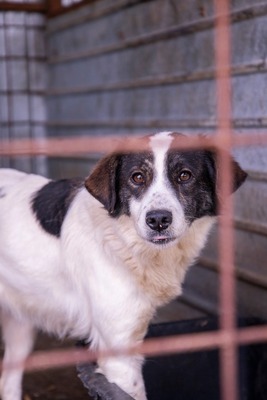 😄 Marita – die Gute-Laune-Hündin aus Rumänien 😄, Mischling - Hündin