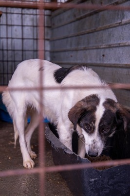 😄 Marita – die Gute-Laune-Hündin aus Rumänien 😄, Mischling - Hündin