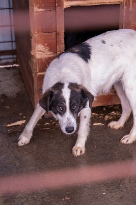 😄 Marita – die Gute-Laune-Hündin aus Rumänien 😄, Mischling - Hündin