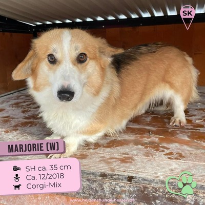 😍 Marjorie (w), 5 Jahre, 35 cm, Slowakei, Corgi-Mix - Hündin