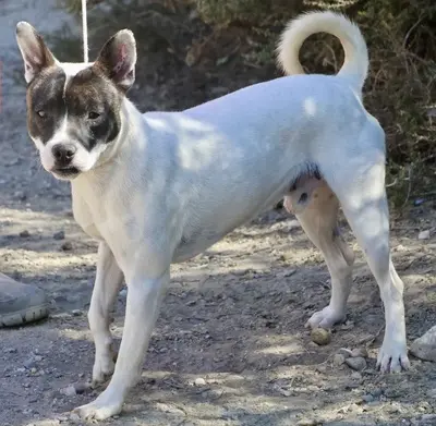 Mark, Bodeguero Andaluz - Mix - Rüde