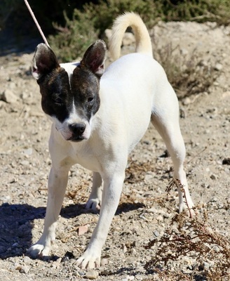 Mark, Bodeguero Andaluz - Mix - Rüde