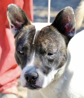 Mark, Bulli - Bodeguero Andaluz - Mix - Rüde