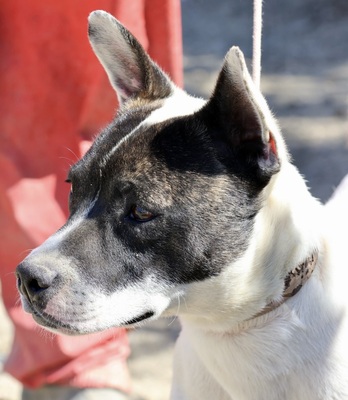 Mark, Bulli - Bodeguero Andaluz - Mix - Rüde