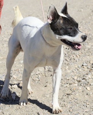 Mark, Bulli - Bodeguero Andaluz - Mix - Rüde