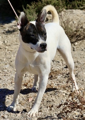 Mark, Bulli - Bodeguero Andaluz - Mix - Rüde