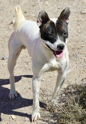 Mark, Bulli - Bodeguero Andaluz - Mix - Rüde