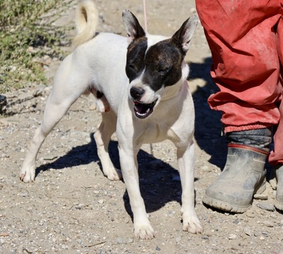 Mark, Bulli - Bodeguero Andaluz - Mix - Rüde