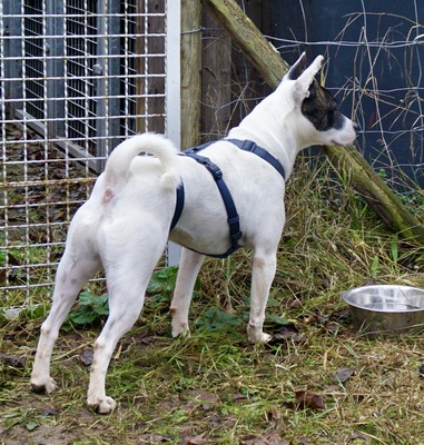 Mark, Franz.Bulldogge - Bodeguero Andaluz - Mix - Rüde