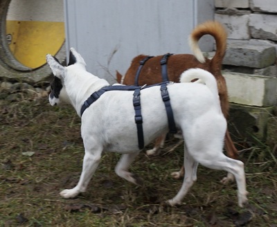 Mark, Franz.Bulldogge - Bodeguero Andaluz - Mix - Rüde