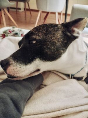 Mark, Franz.Bulldogge - Bodeguero Andaluz - Mix - Rüde