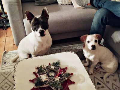 Mark, Franz.Bulldogge - Bodeguero Andaluz - Mix - Rüde