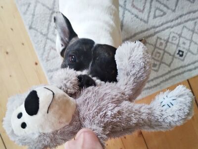 Mark, Franz.Bulldogge- Bodeguero Andaluz - Mix - Rüde